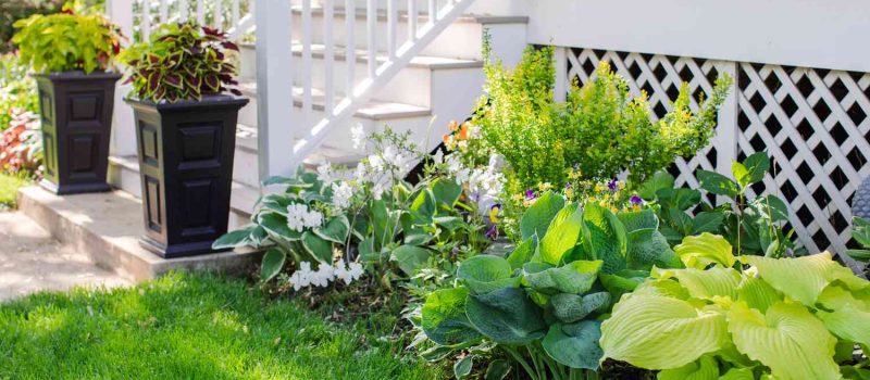 Landscaping vs. Plants: What Works Best in Gardening & Outdoor?
