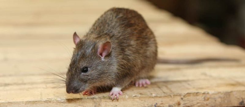 The Rodent Reality: Inside the Growing Need for Rat Control in New Orleans
