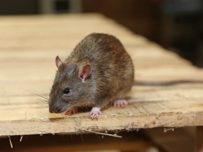 The Rodent Reality: Inside the Growing Need for Rat Control in New Orleans