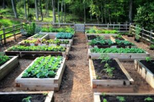 Raised Bed Gardening: A Practical Guide for Healthier Plants and Higher Yields