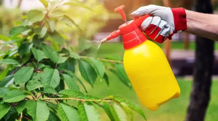 Organic Pest Control Solutions for Home Gardens Naturally