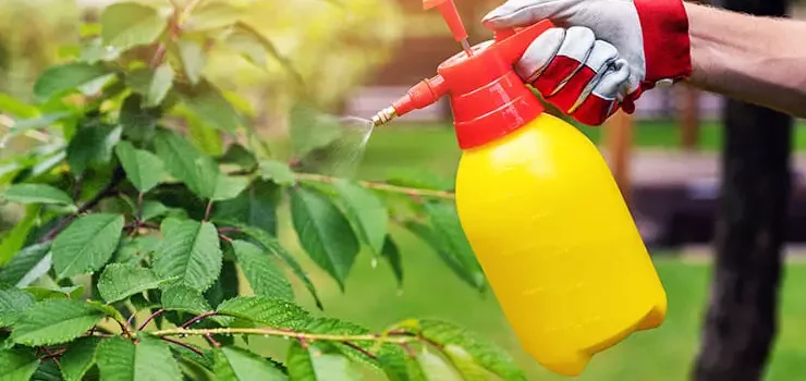 Organic Pest Control Solutions for Home Gardens Naturally