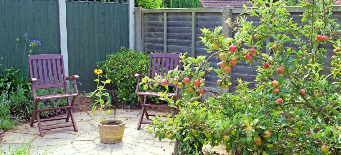 What to Know Before Choosing Fruit Trees for Sale for Patio Spaces