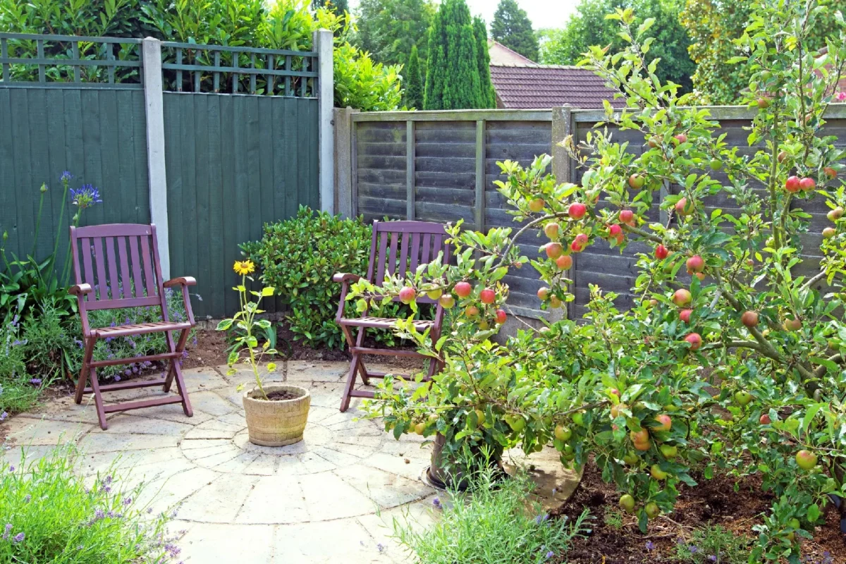 What to Know Before Choosing Fruit Trees for Sale for Patio Spaces
