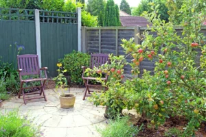 What to Know Before Choosing Fruit Trees for Sale for Patio Spaces