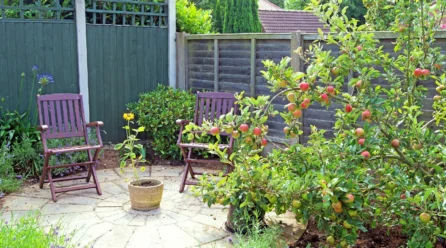 What to Know Before Choosing Fruit Trees for Sale for Patio Spaces
