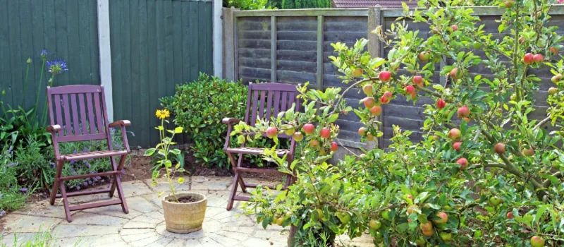 What to Know Before Choosing Fruit Trees for Sale for Patio Spaces