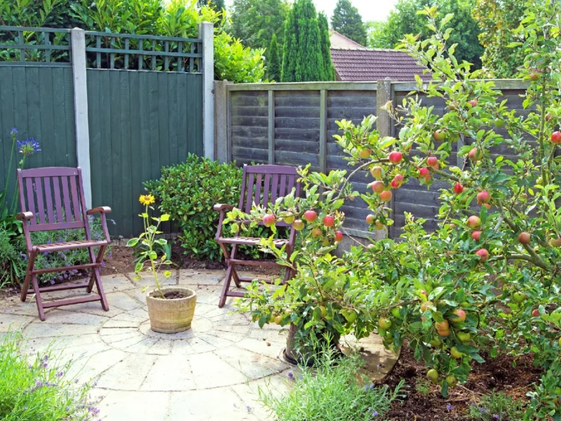 What to Know Before Choosing Fruit Trees for Sale for Patio Spaces